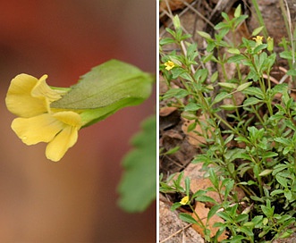 Mecardonia procumbens