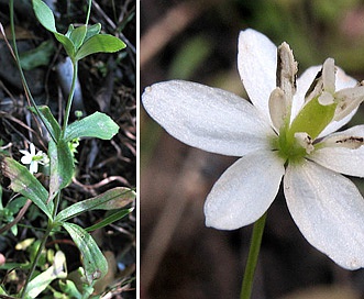 Meconella denticulata