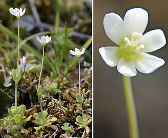 Meconella oregana