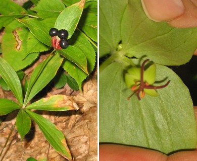 Medeola virginiana