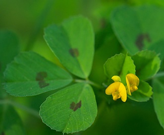 Medicago arabica