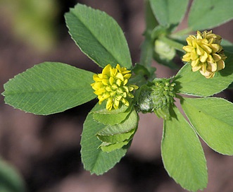 Medicago lupulina