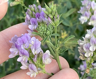 Medicago sativa