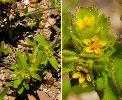 Melampodium sericeum