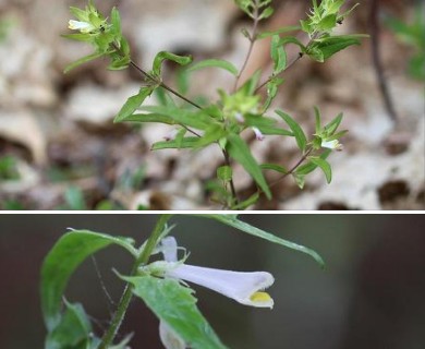 Melampyrum lineare