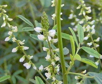 Melilotus albus