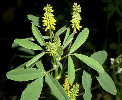 Melilotus indicus