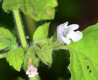 Melissa officinalis