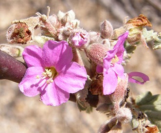 Melochia tomentosa