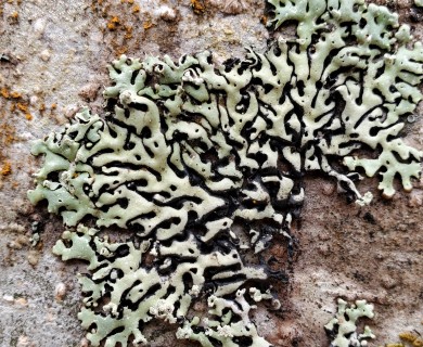 Menegazzia subsimilis