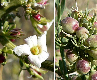 Menodora spinescens