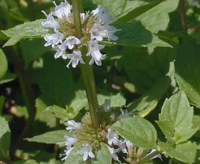 Mentha X gentilis