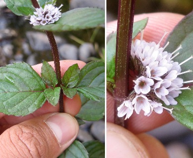 Mentha X gracilis