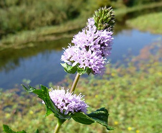 Mentha aquatica