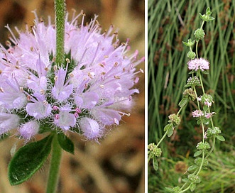 Mentha pulegium