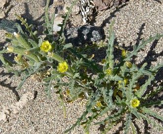 Mentzelia affinis