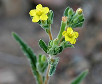 Mentzelia dispersa