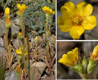 Mentzelia gracilenta