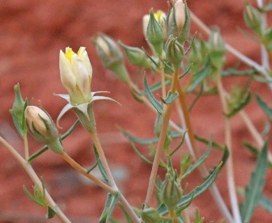 Mentzelia integra