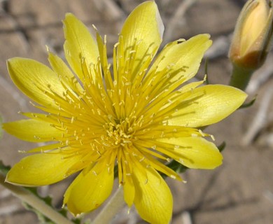 Mentzelia longiloba