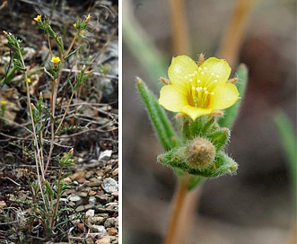 Mentzelia montana