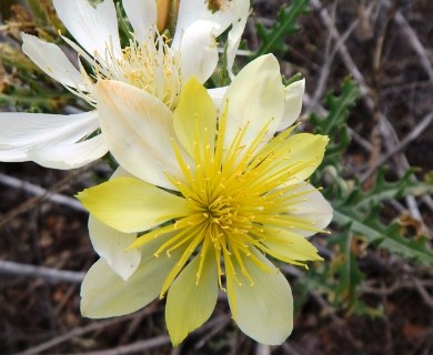 Mentzelia multiflora