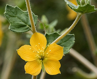 Mentzelia oligosperma