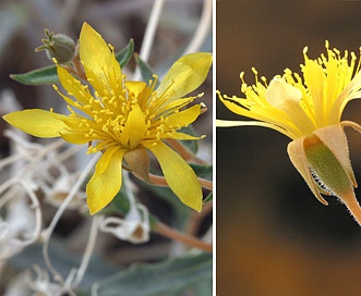 Mentzelia oreophila