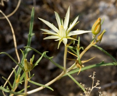 Mentzelia perennis