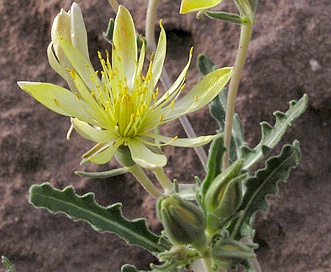 Mentzelia pterosperma