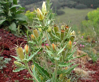 Mentzelia rusbyi