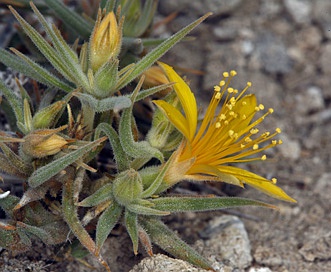 Mentzelia torreyi