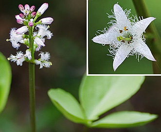 Menyanthes trifoliata