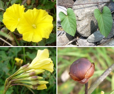 Merremia umbellata