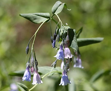 Mertensia arizonica