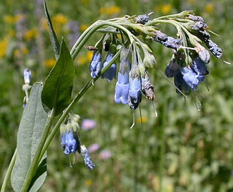 Mertensia ciliata