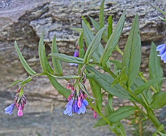 Mertensia franciscana