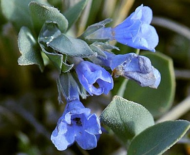 Mertensia humilis