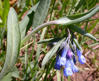 Mertensia oblongifolia