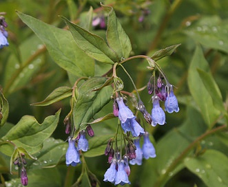 Mertensia paniculata