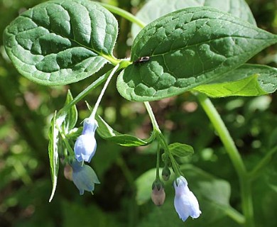 Mertensia platyphylla