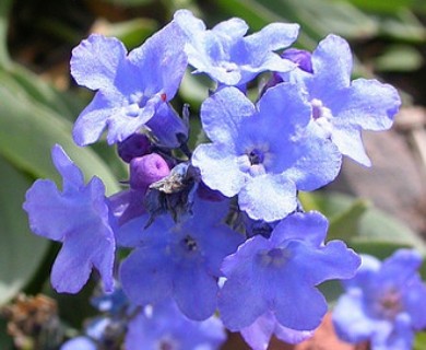 Mertensia tweedyi