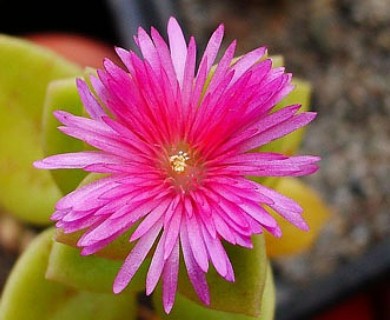 Mesembryanthemum cordifolium