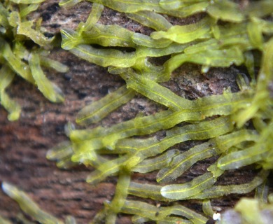 Metzgeria furcata