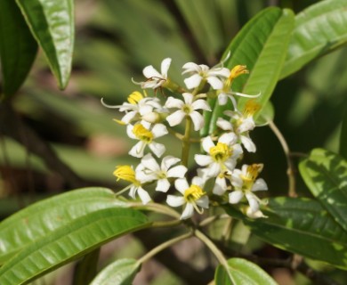 Miconia bicolor
