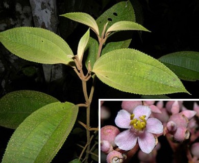 Miconia xalapensis