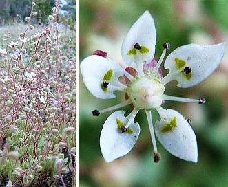 Micranthes bryophora