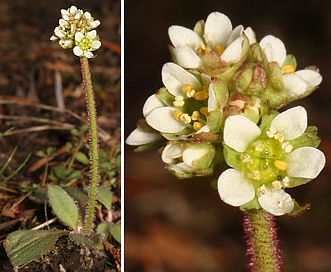 Micranthes integrifolia