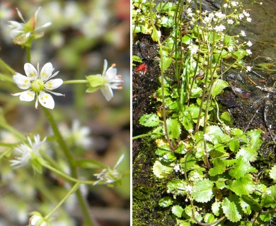 Micranthes marshallii