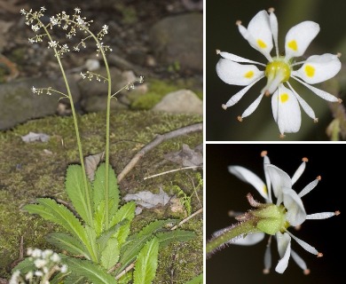 Micranthes micranthidifolia